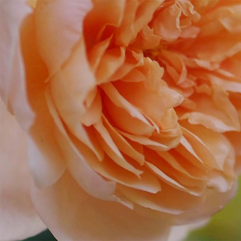 Austinruusu Abraham Darby
