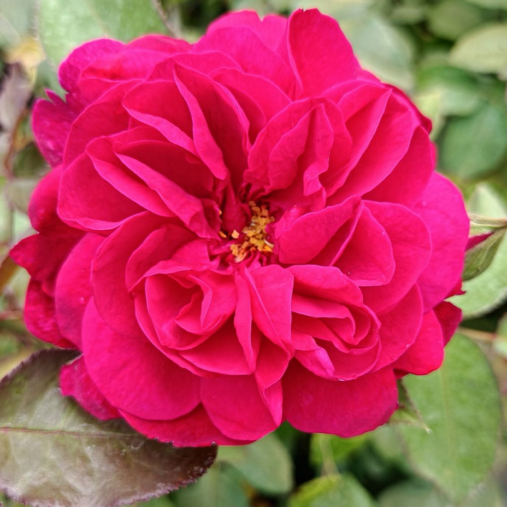 Runkoruusu Darcey Bussel