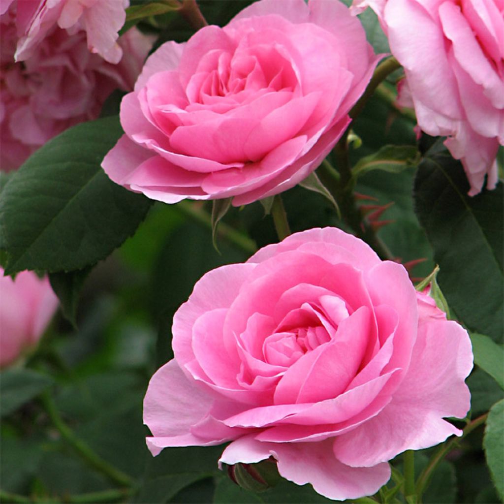 Austinruusu Gertrude Jekyll