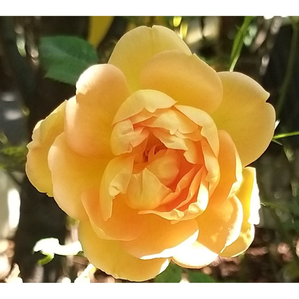 Austinruusu Lady of Shalott