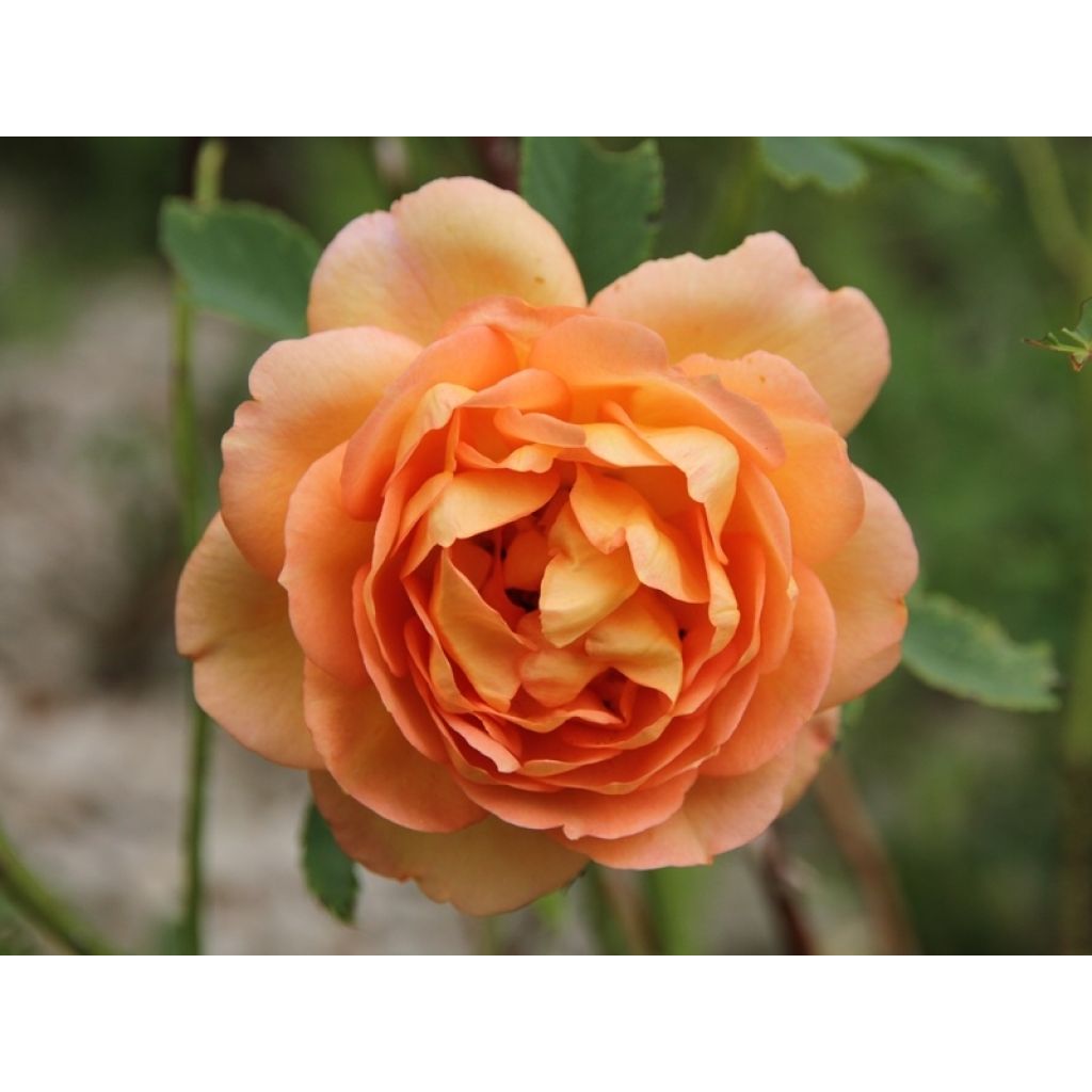 Austinruusu Lady of Shalott