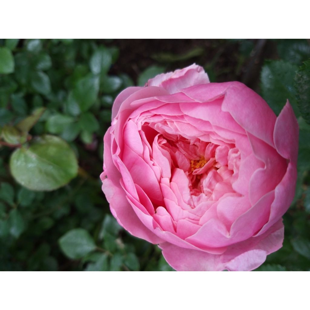 Austinruusu The Alnwick Rose