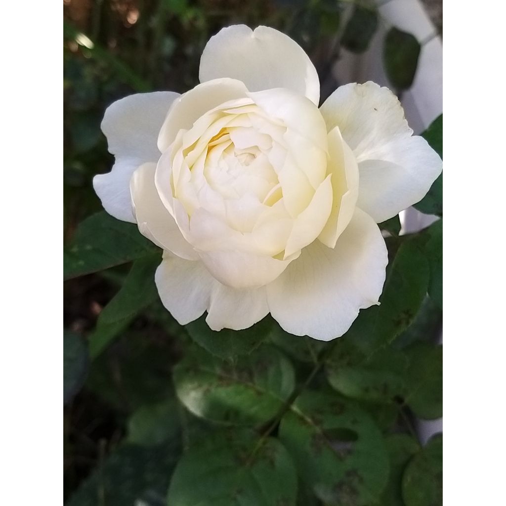 Austinruusu William and Catherine