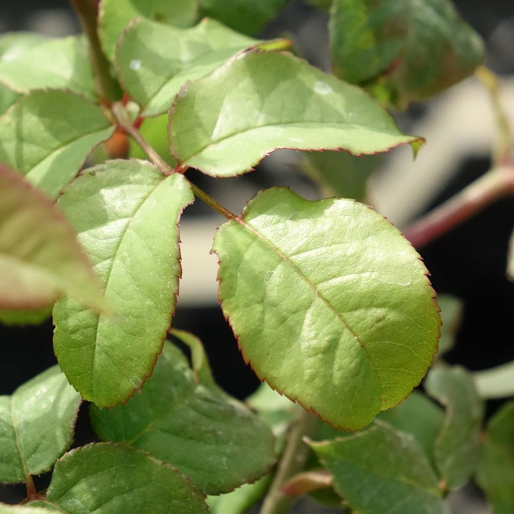 Austinruusu Young Lycidas