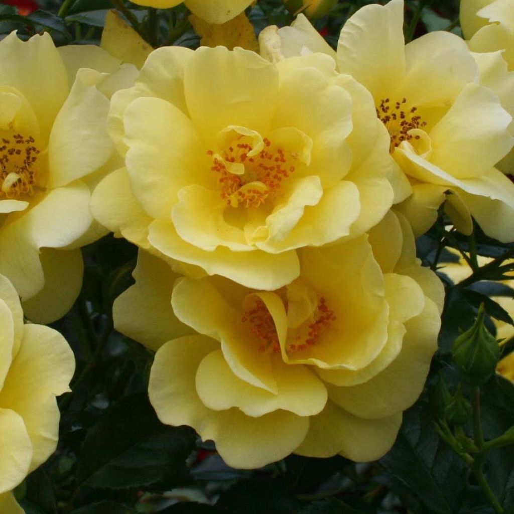 Puistoruusu Flower Carpet Gold