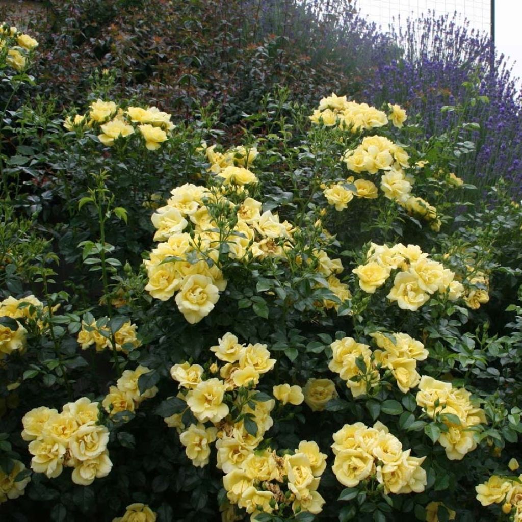 Puistoruusu Flower Carpet Gold