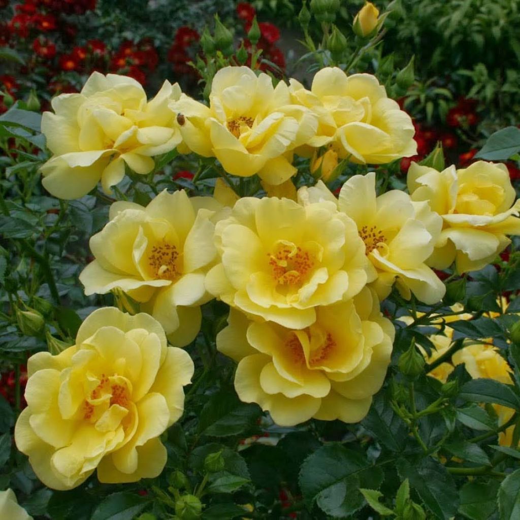 Puistoruusu Flower Carpet Gold