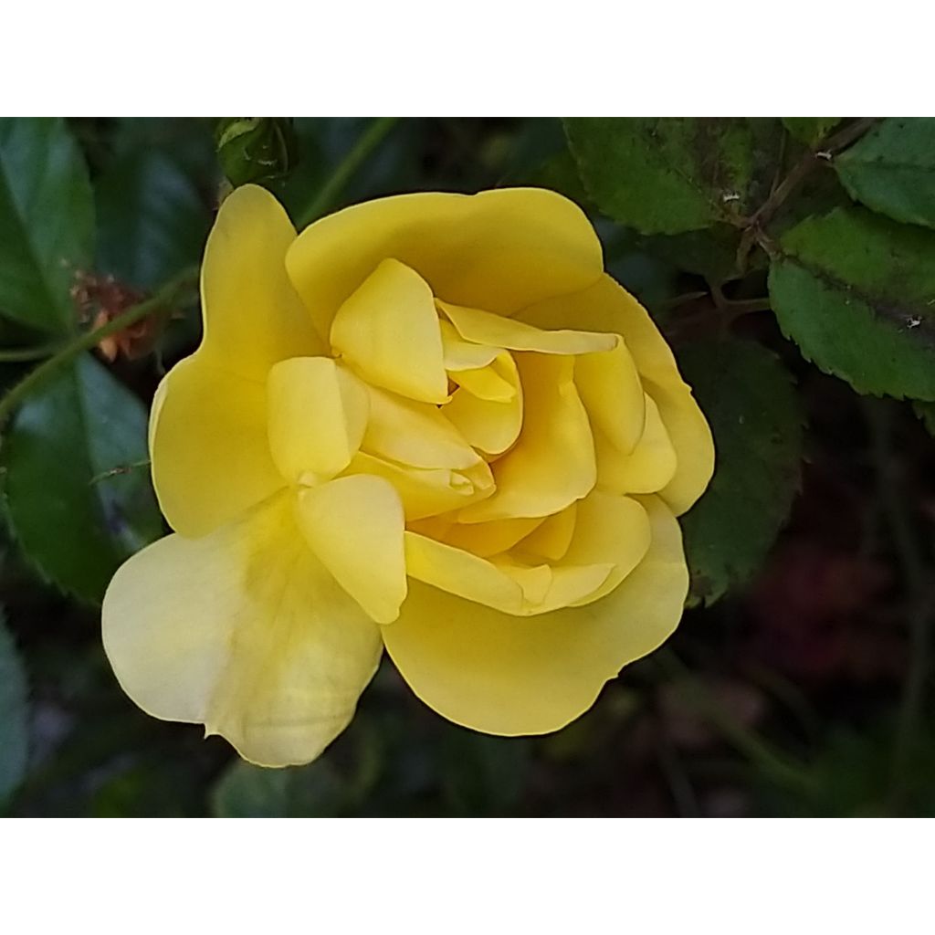 Puistoruusu Décorosiers Celina