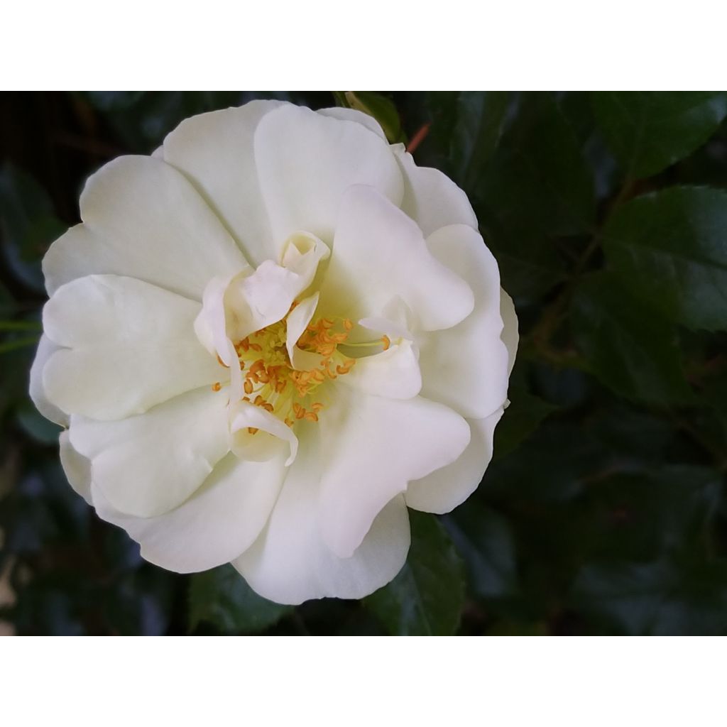 Puistoruusu Décorosiers Opalia