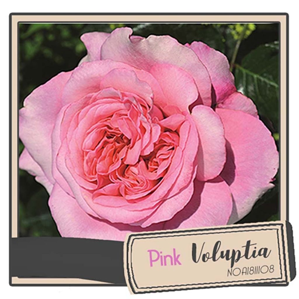Puistoruusu Décorosiers Pink Voluptia