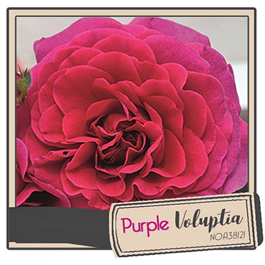 Puistoruusu Décorosiers Purple Voluptia