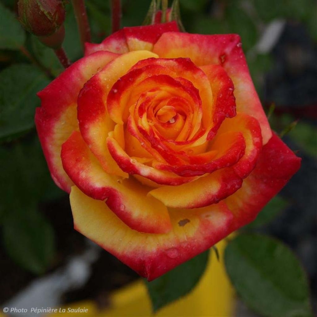 Floribundaruusu Flamina chewizard