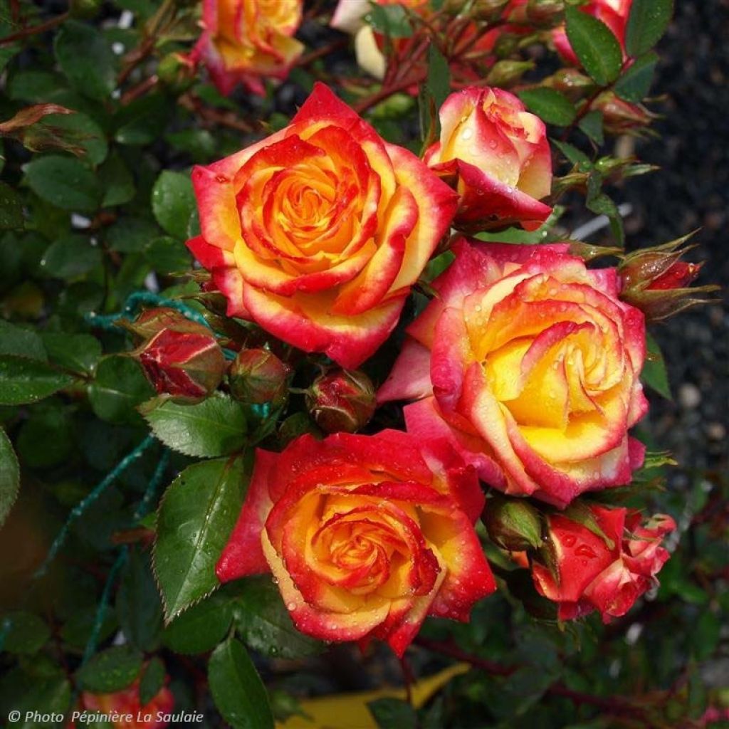 Floribundaruusu Flamina chewizard
