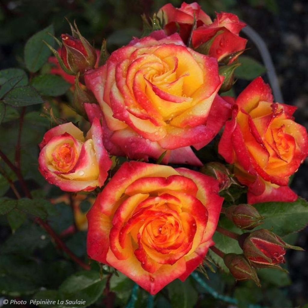 Floribundaruusu Flamina chewizard