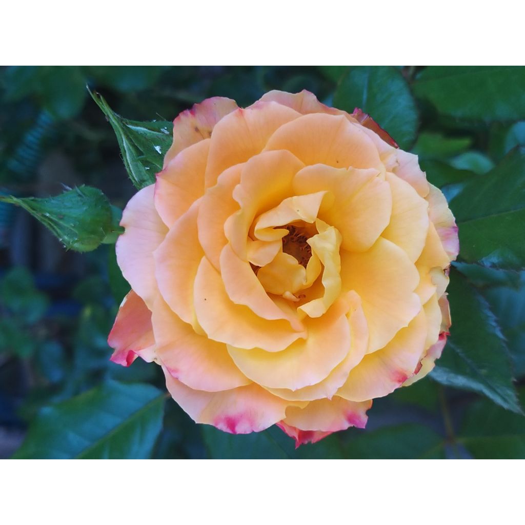 Floribundaruusu Flamina chewizard
