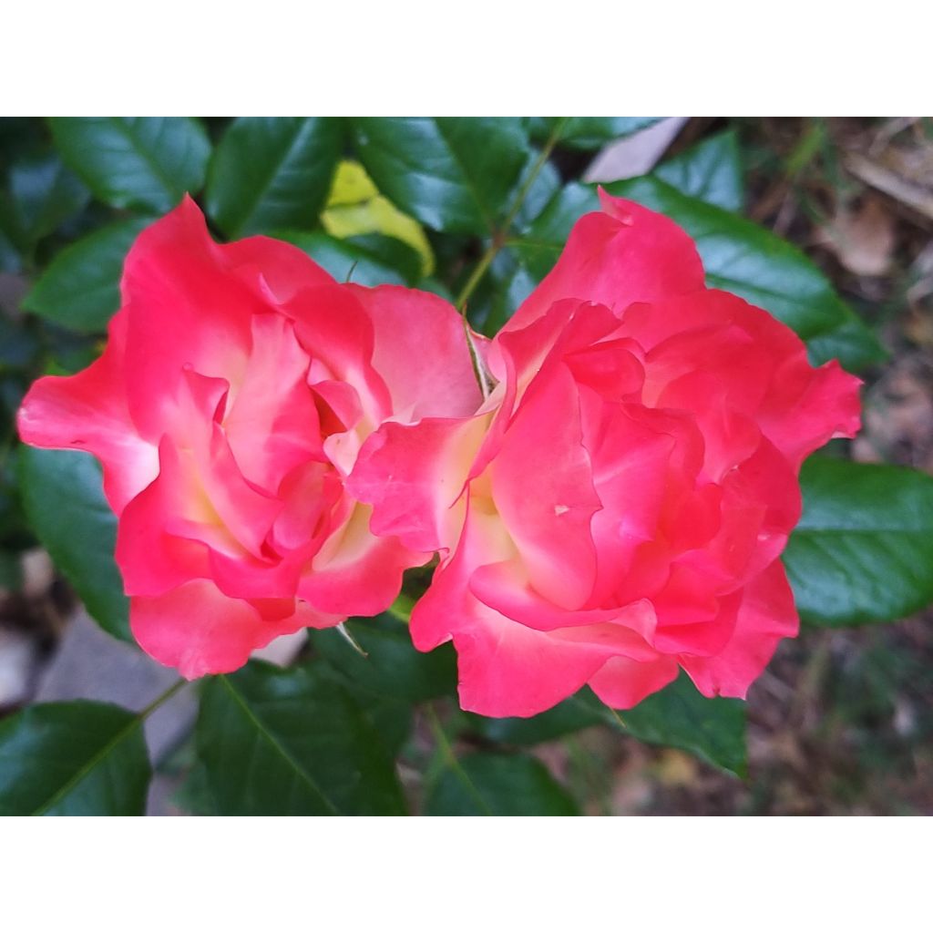 Floribundaruusu Flamina chewizard