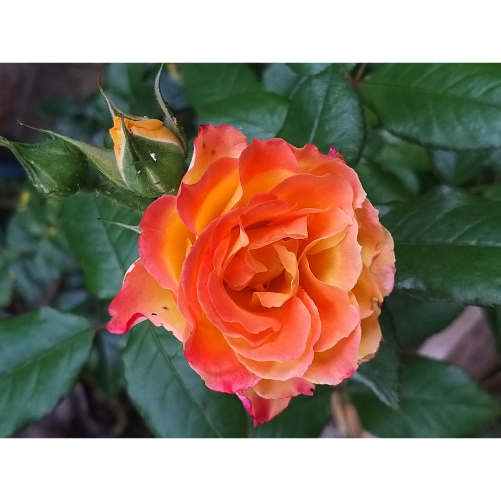 Floribundaruusu Flamina chewizard
