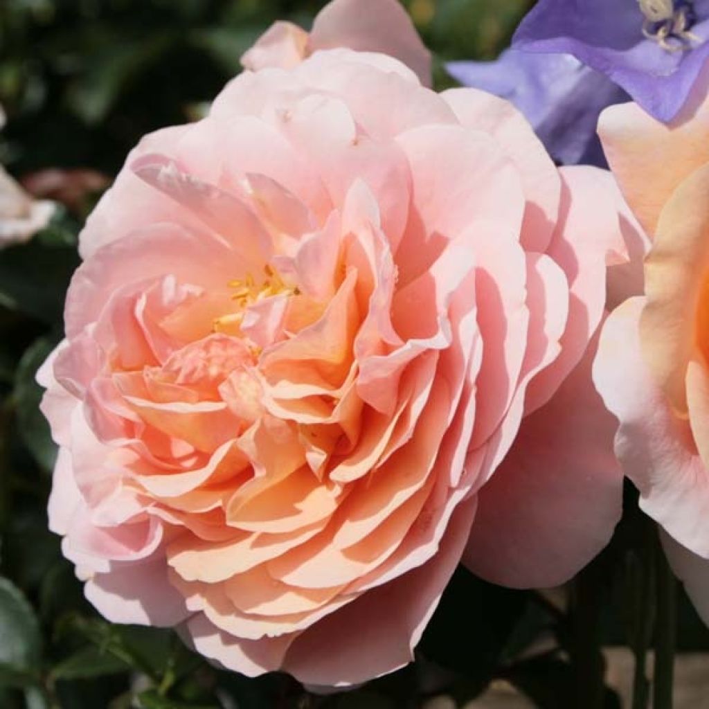 Ryhmäruusu Garden of Roses