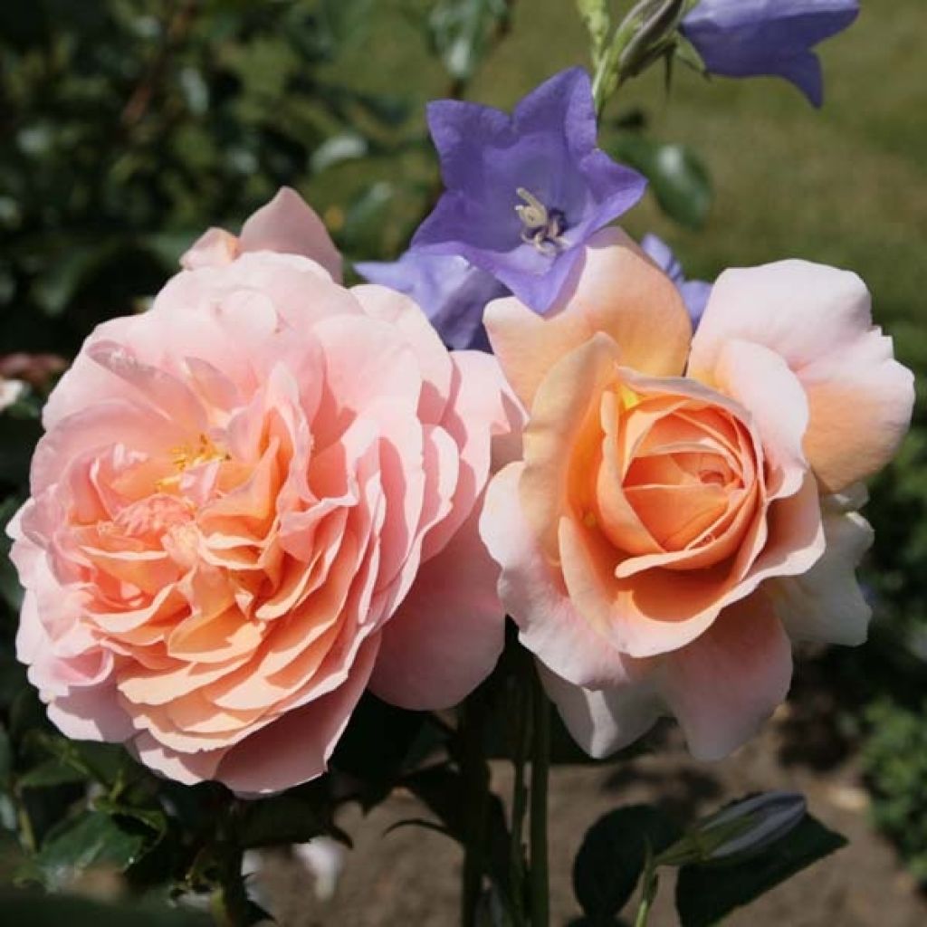Ryhmäruusu Garden of Roses