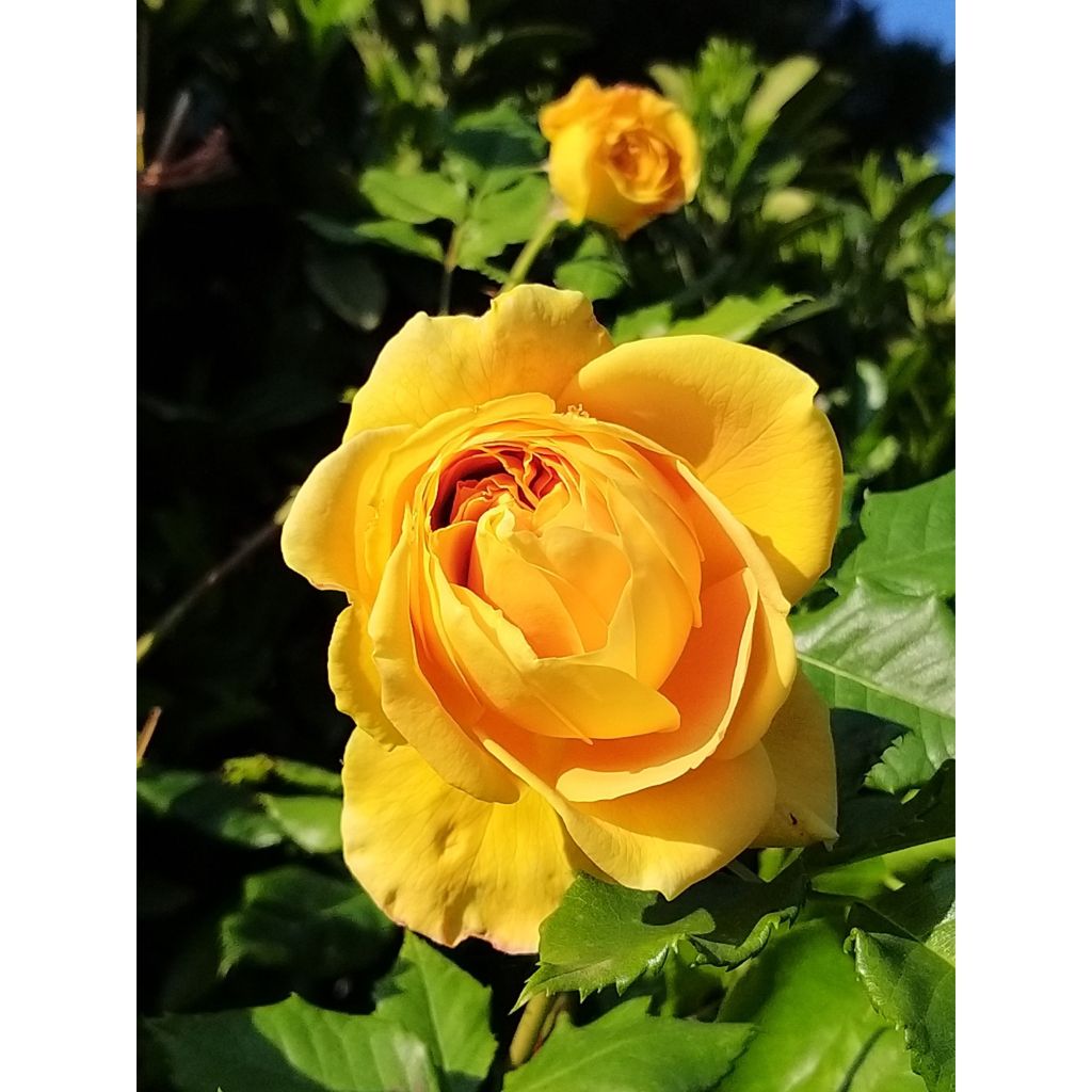 Tuoksuva ruusu 100 idees Jardin