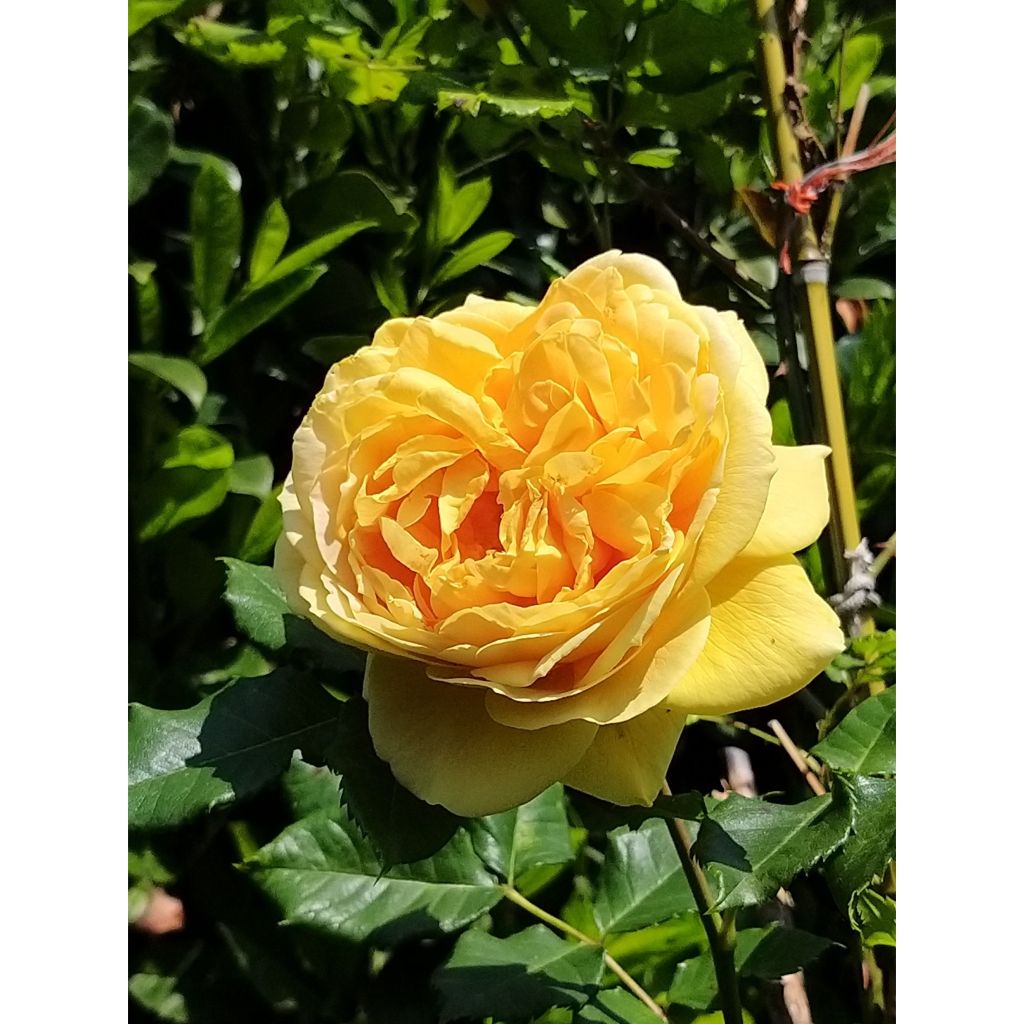 Tuoksuva ruusu 100 idees Jardin