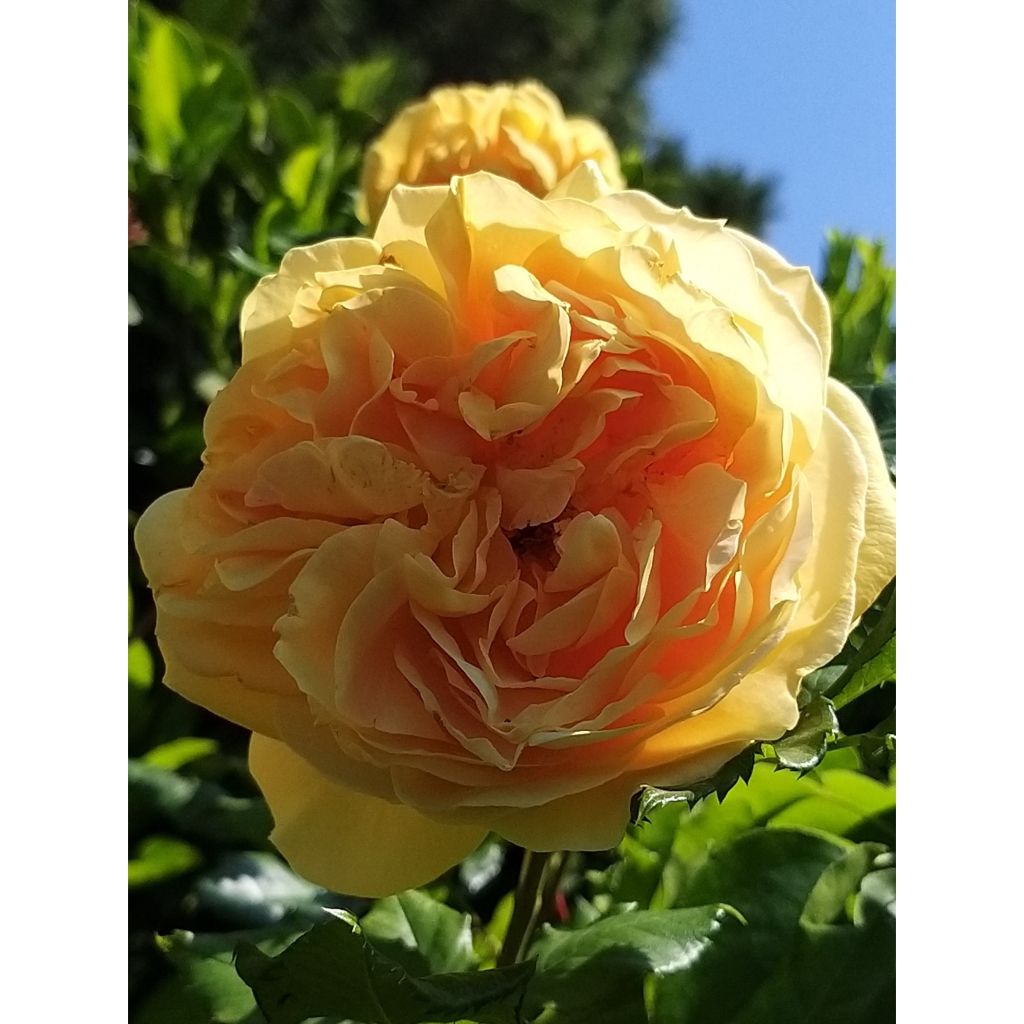 Tuoksuva ruusu 100 idees Jardin