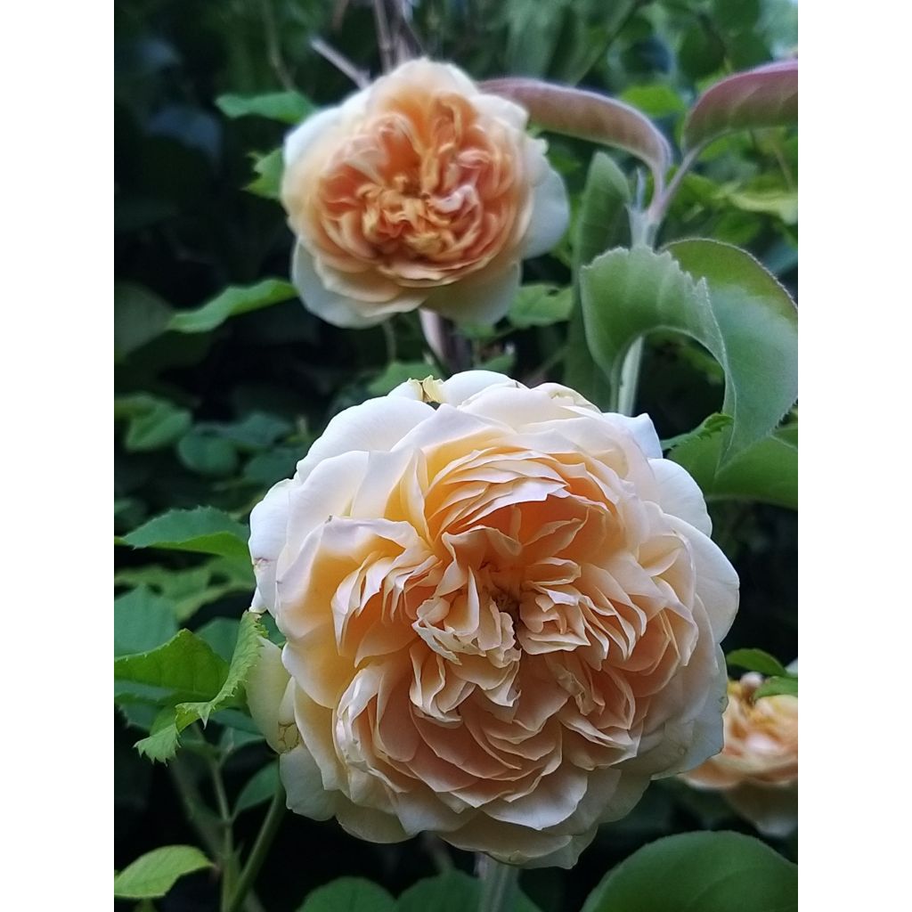 Tuoksuva ruusu 100 idees Jardin