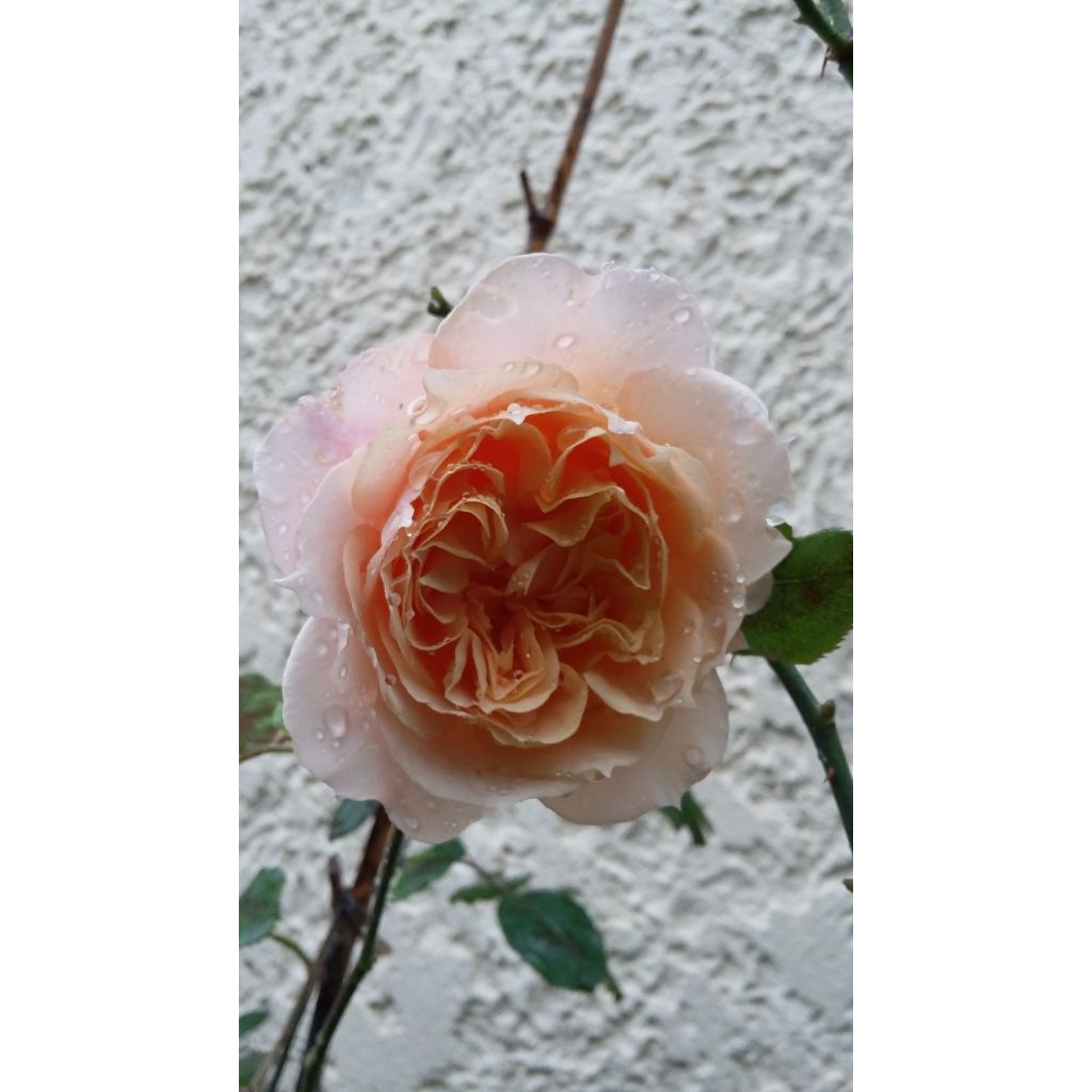 Tuoksuva ruusu Paul Bocuse