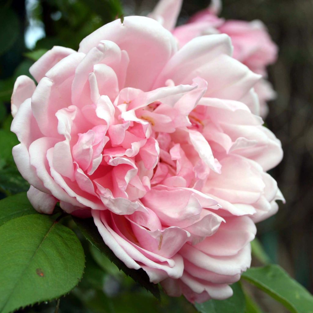 Köynnösruusu Albertine