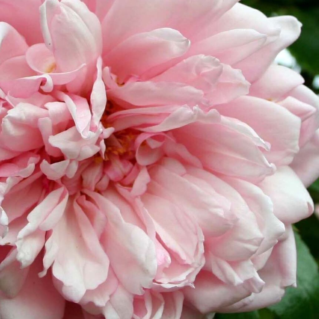 Köynnösruusu Albertine