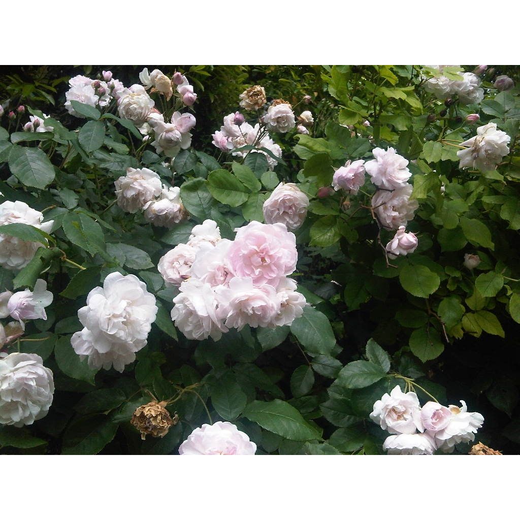 Köynnösruusu Blush Noisette