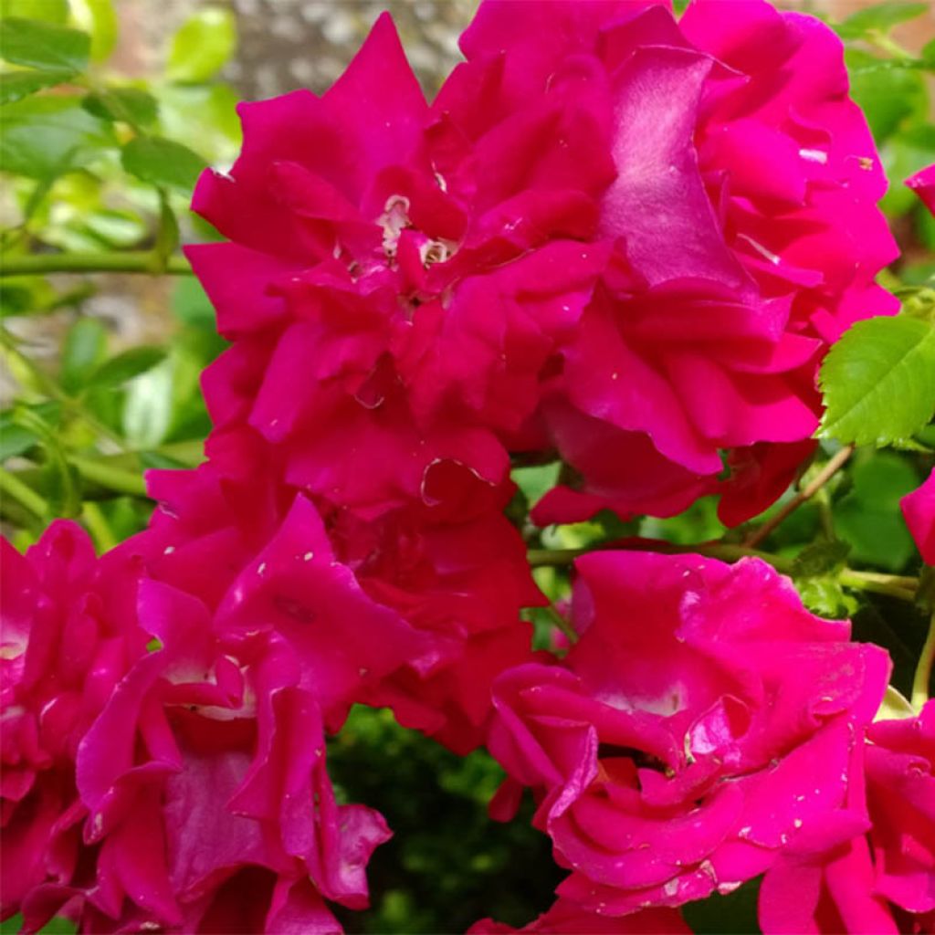 Köynnösruusu Crimson Shower
