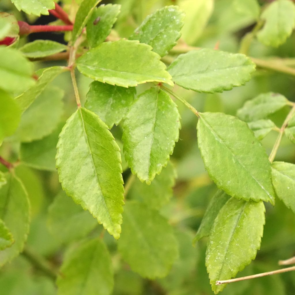 Köynnösruusu Crimson Shower