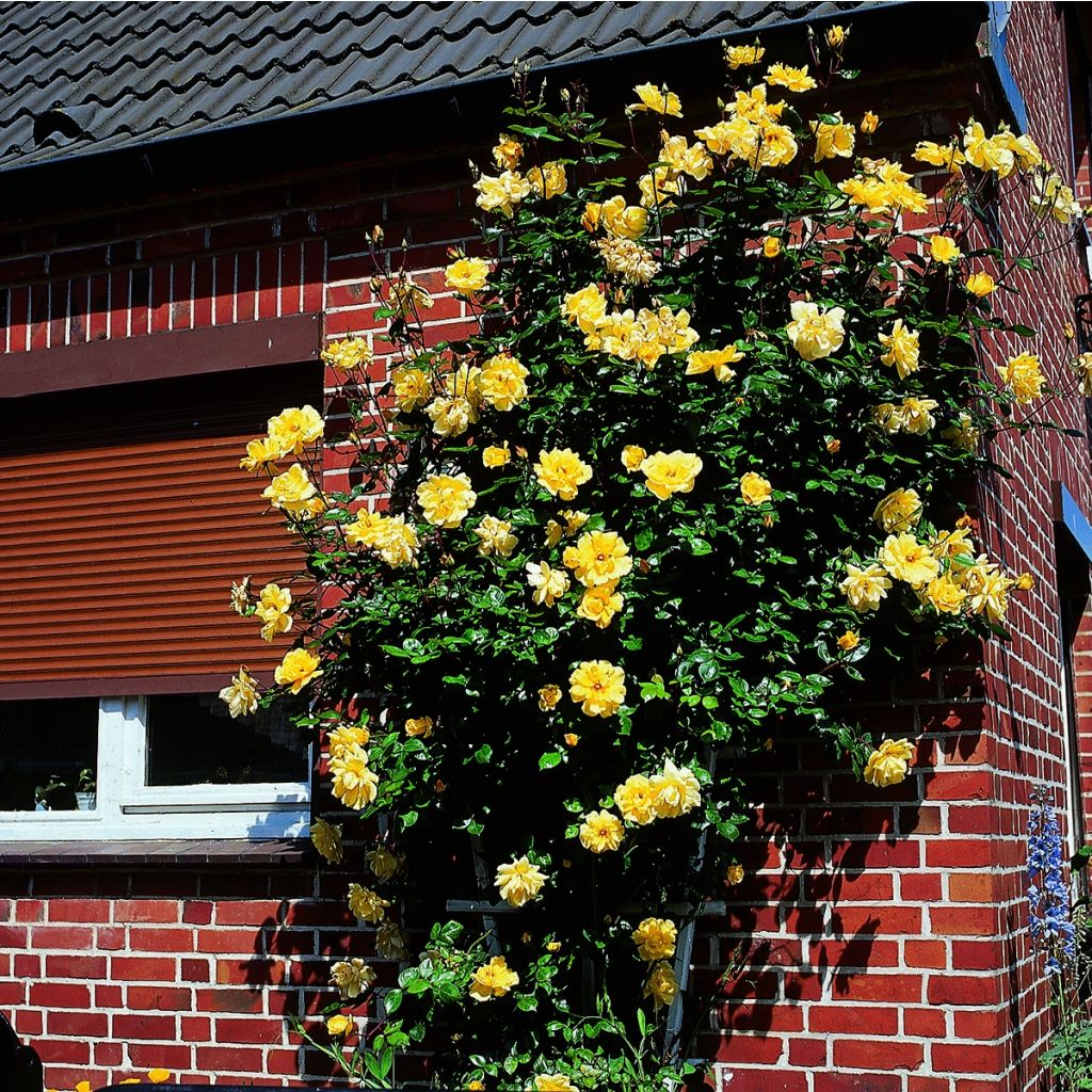 Köynnösruusu Golden Showers