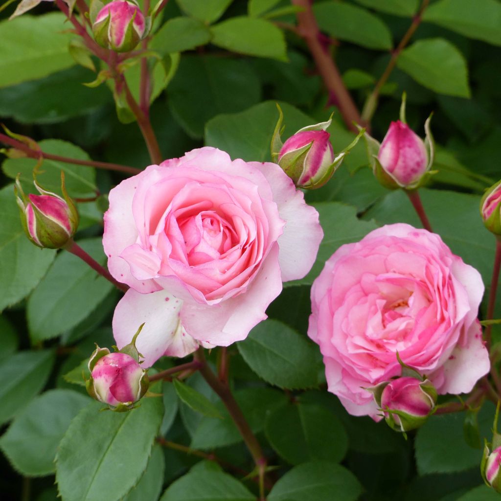 Köynnösruusu Mini Eden Rose