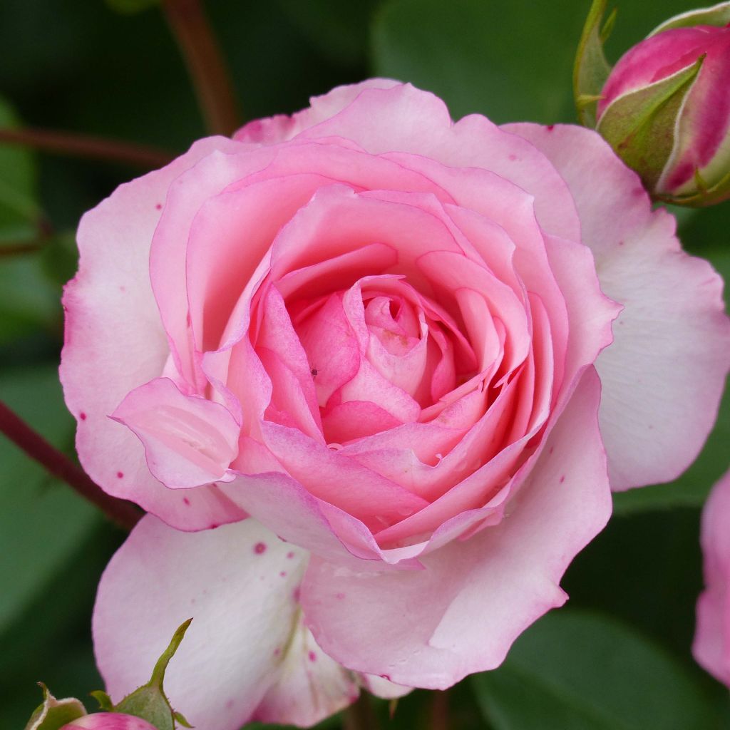 Köynnösruusu Mini Eden Rose