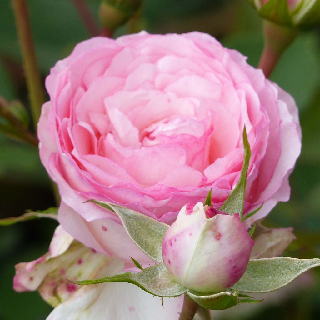 Köynnösruusu Mini Eden Rose