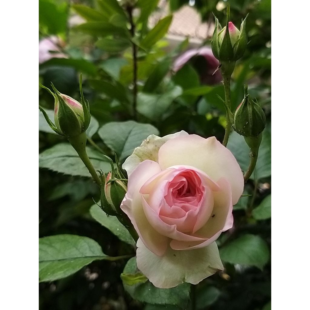 Köynnösruusu Mini Eden Rose