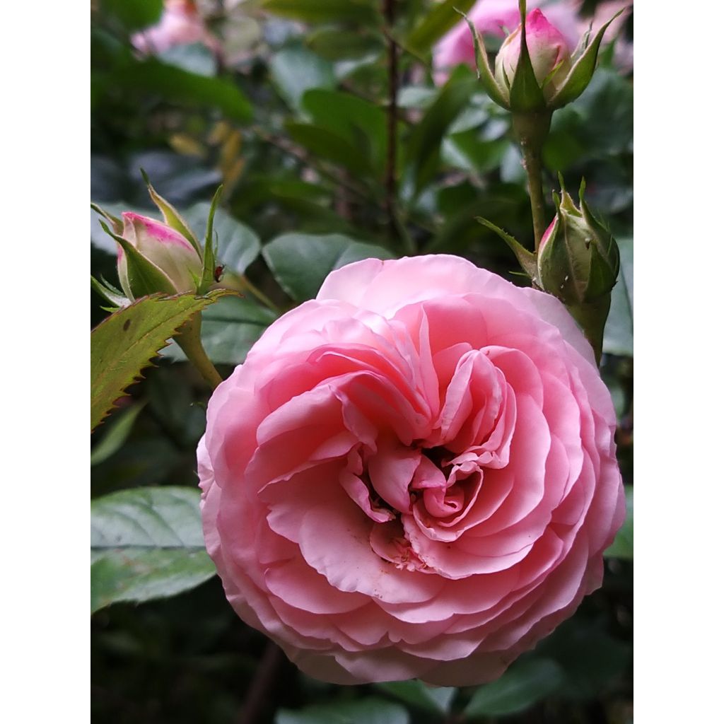 Köynnösruusu Mini Eden Rose