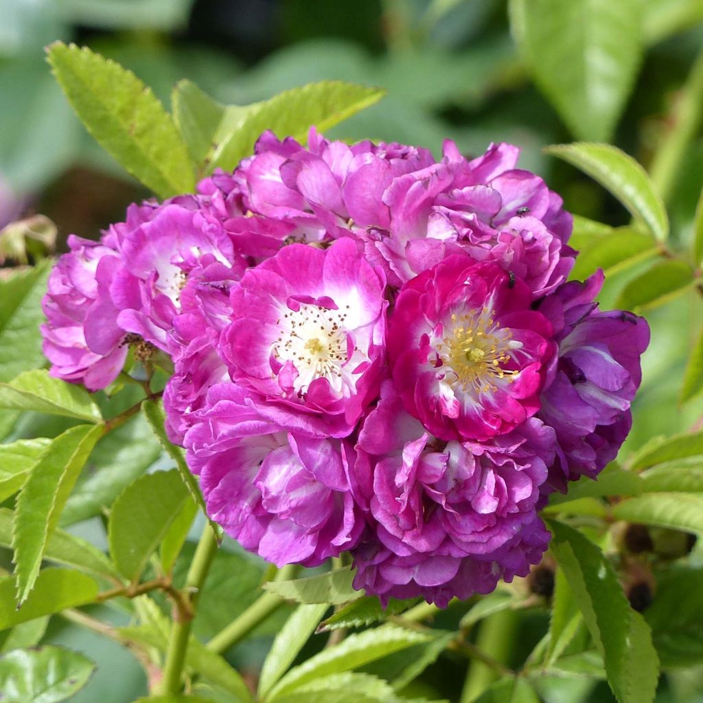 Köynnösruusu Perennial Blue (Miniklim Spelarosa)