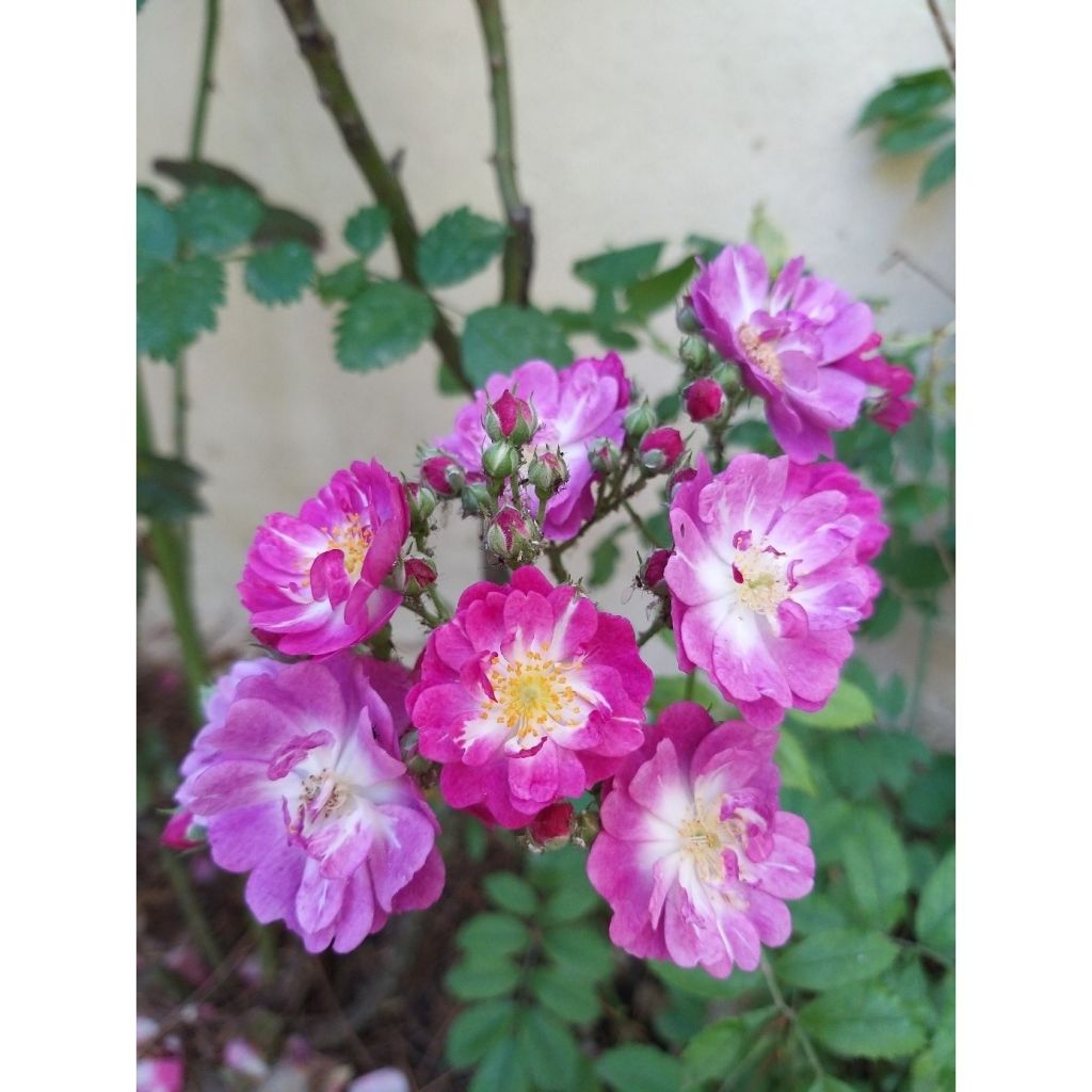 Köynnösruusu Perennial Blue (Miniklim Spelarosa)