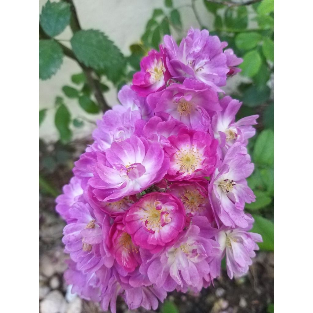 Köynnösruusu Perennial Blue (Miniklim Spelarosa)