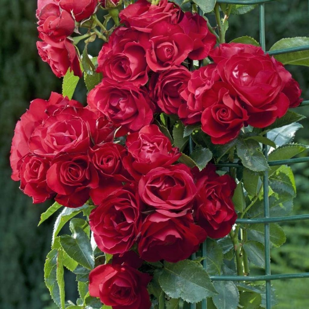 Köynnösruusu Rose de Perouges Laperou