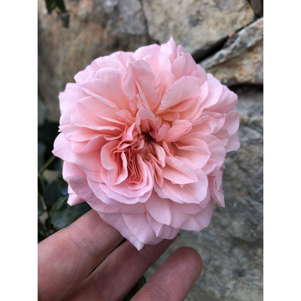 Köynnösruusu Rose de Tolbiac Klettermaxe koraseipp