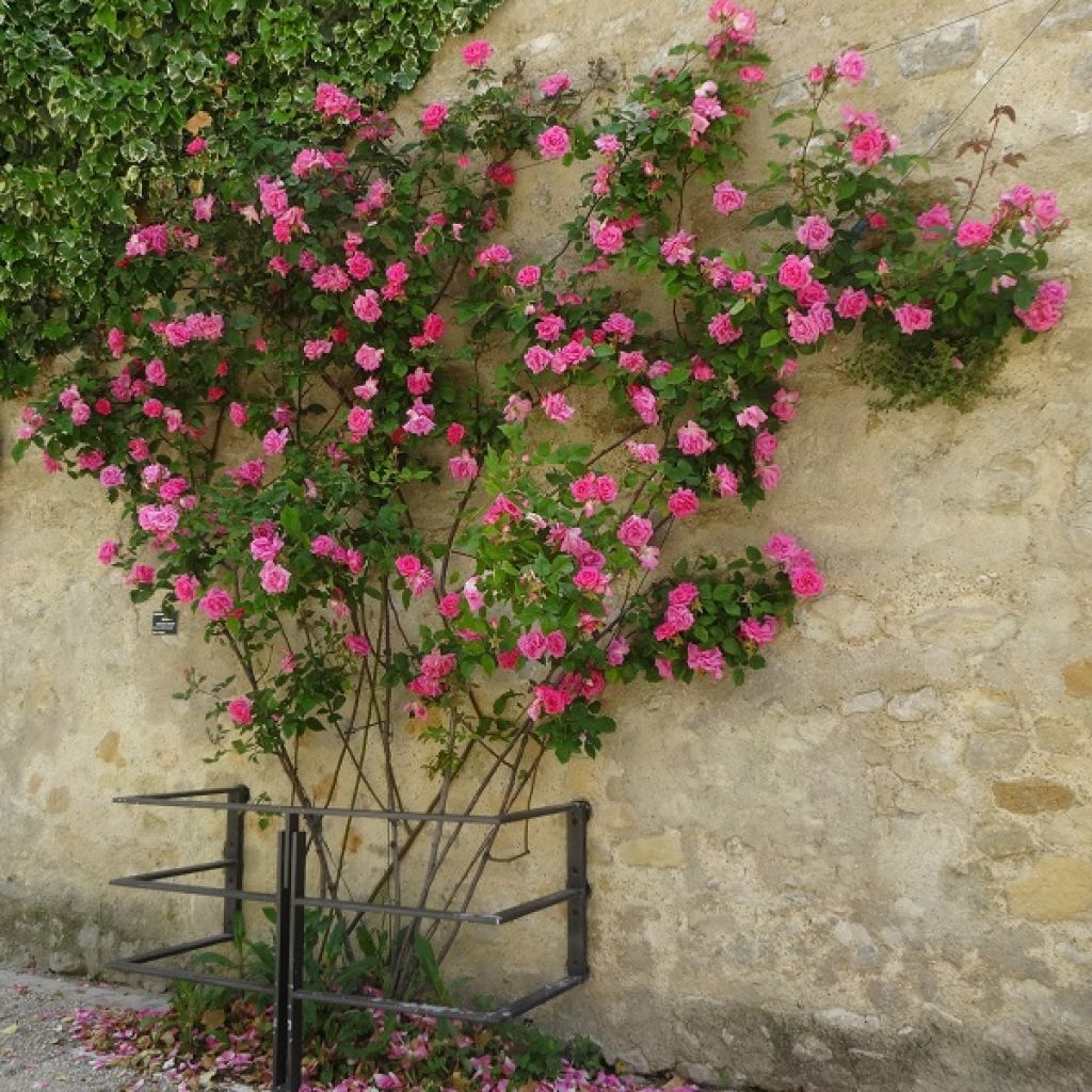 Köynnösruusu Zéphirine Drouhin
