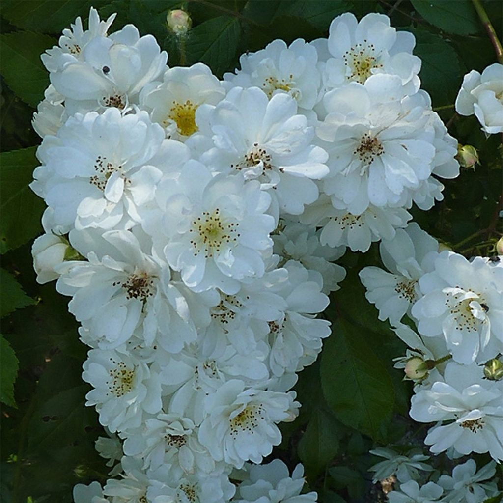 Runkoruusu Guirlande d'Amour