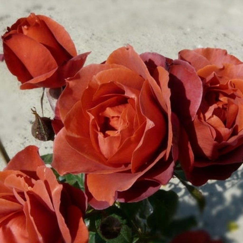 Floribundaruusu Hot Cocoa Wekpaltlez