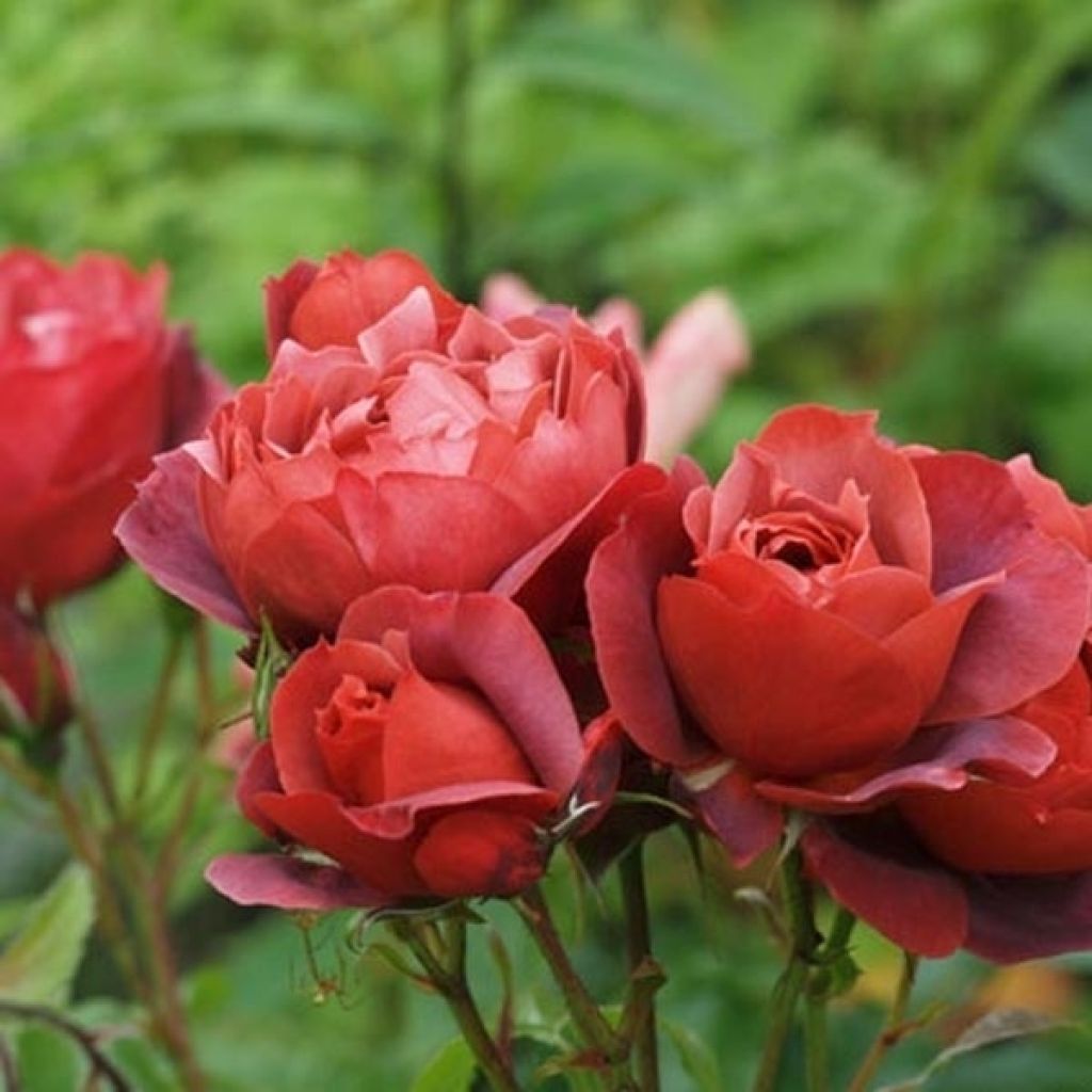 Floribundaruusu Hot Cocoa Wekpaltlez