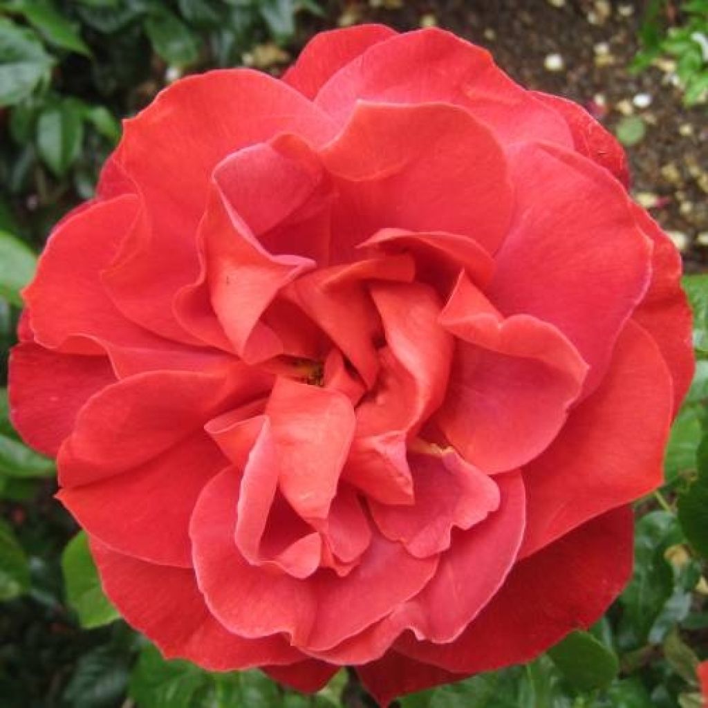 Floribundaruusu Hot Cocoa Wekpaltlez