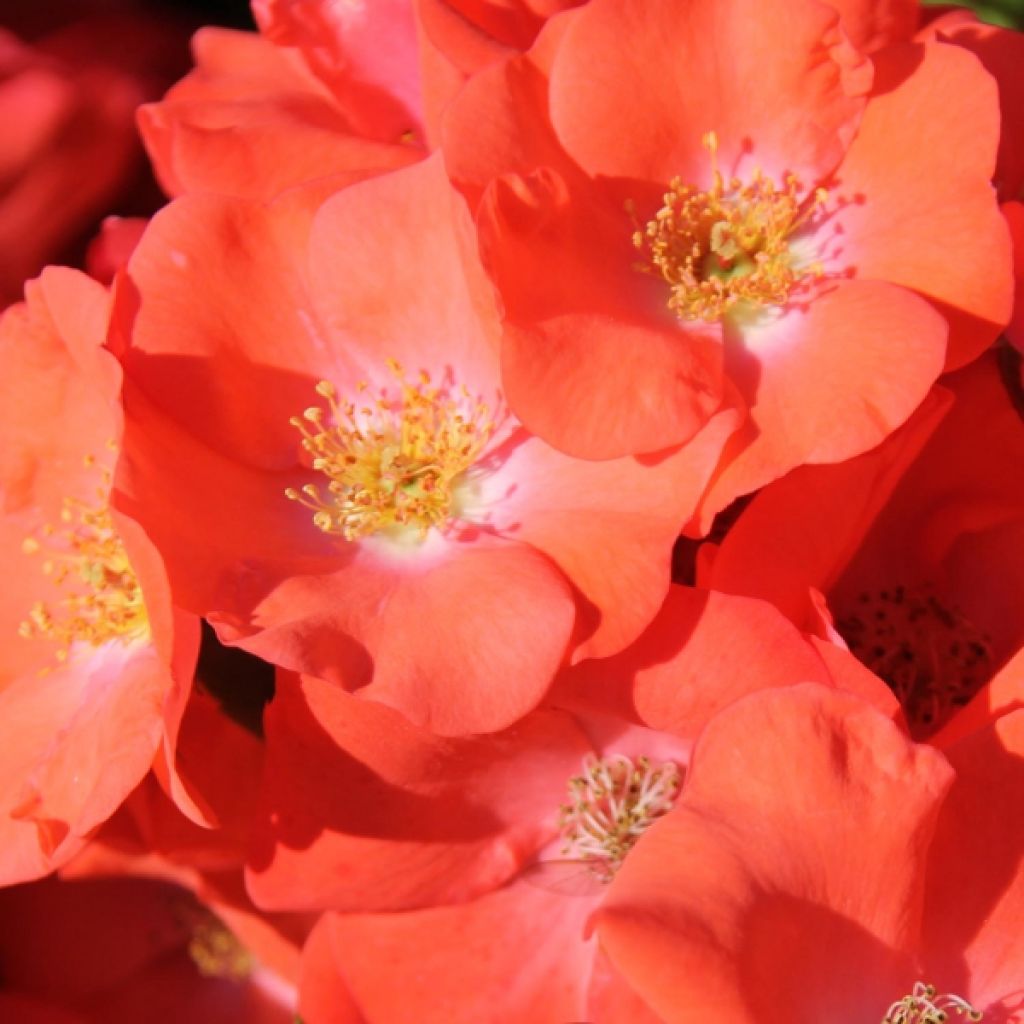 Puistoruusu Décorosiers Isalia